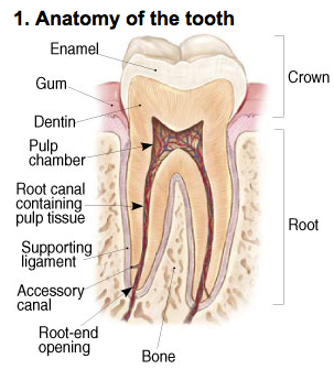 endodontic-photo-a